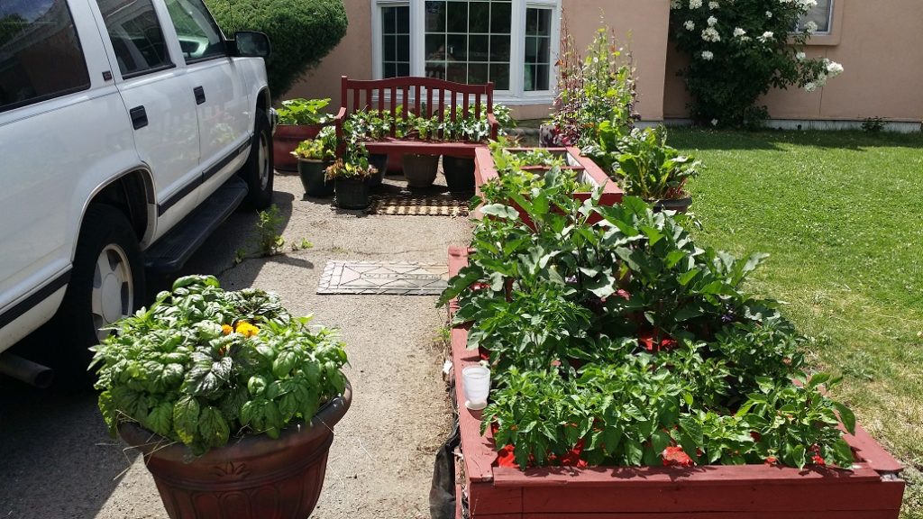 urban-homesteader